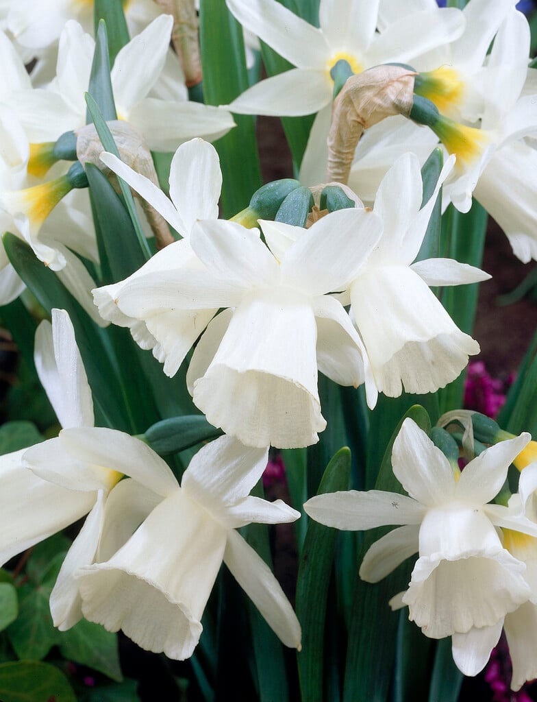 daffodil 'Horn of Plenty'
