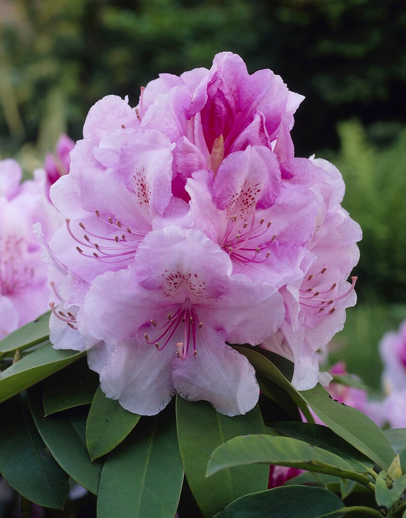 rhododendron 'Azuma-kagami'