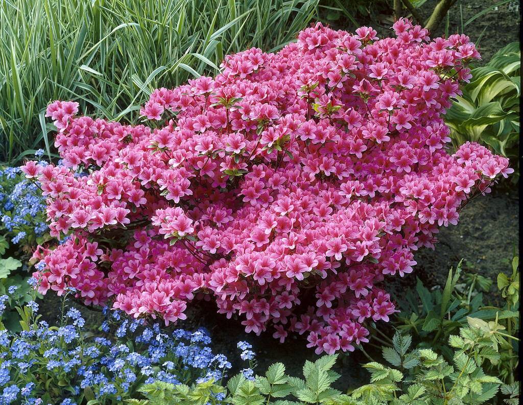 <i>Rhododendron</i> <i>japonicum</i> (EA)