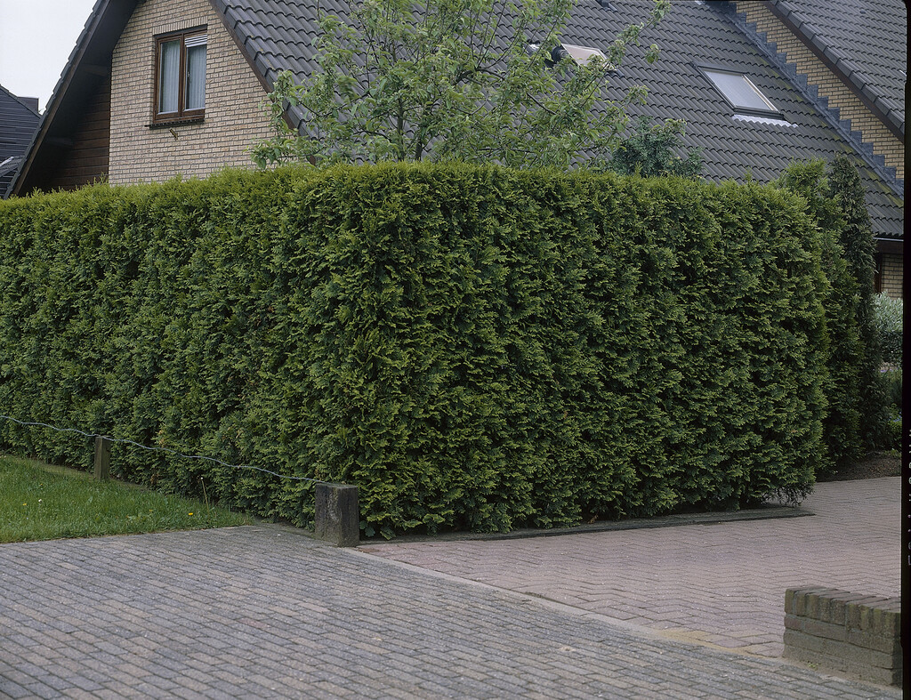 <i>Thuja</i> <i>occidentalis</i> 'Pyramidalis Compacta'