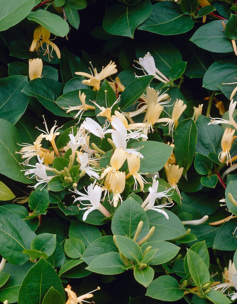 Lonicera maackii|Amur honeysuckle/RHS Gardening