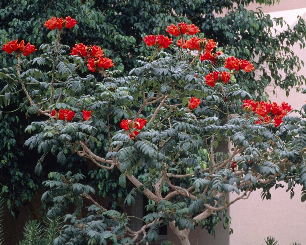 African tulip tree