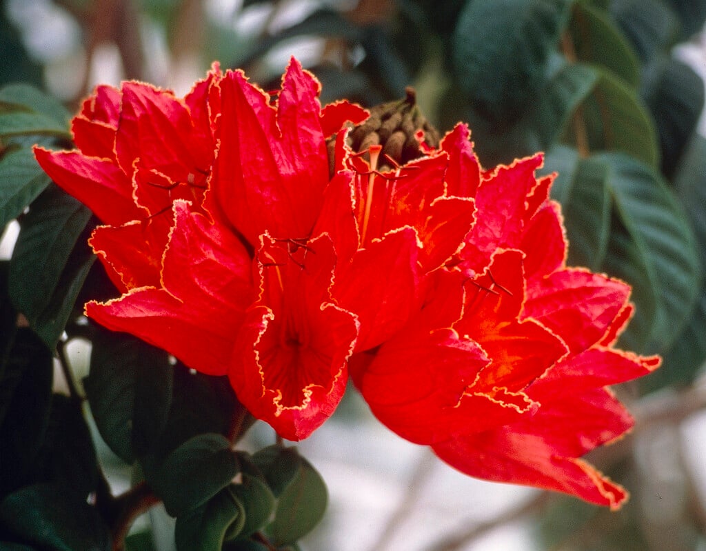 African tulip tree