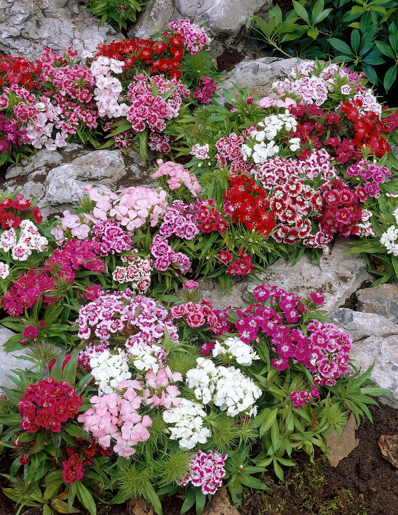 sweet william