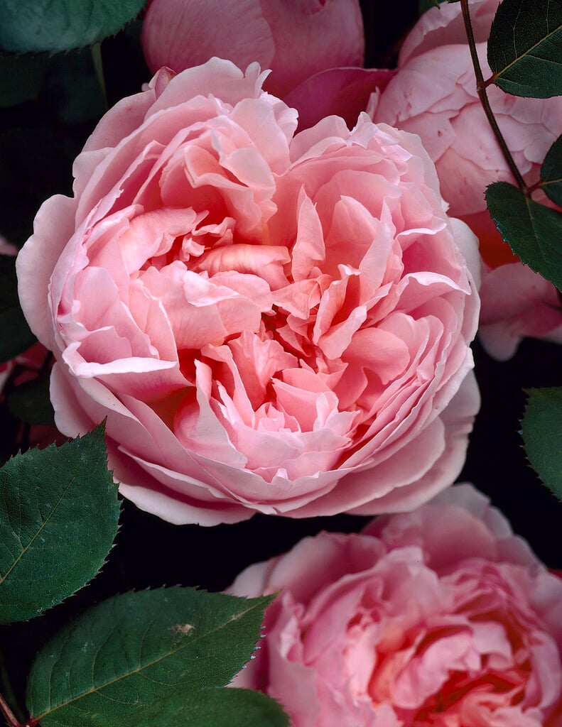 rose [Brother Cadfael]