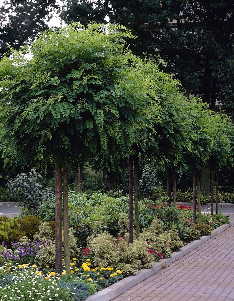 parasol acacia