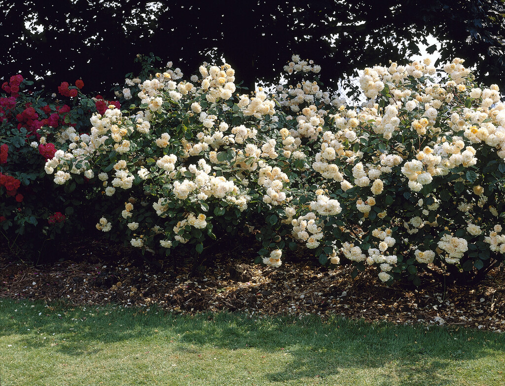 rose 'Buff Beauty'