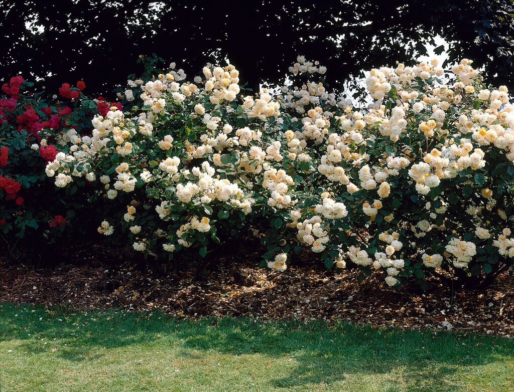rose 'Buff Beauty'