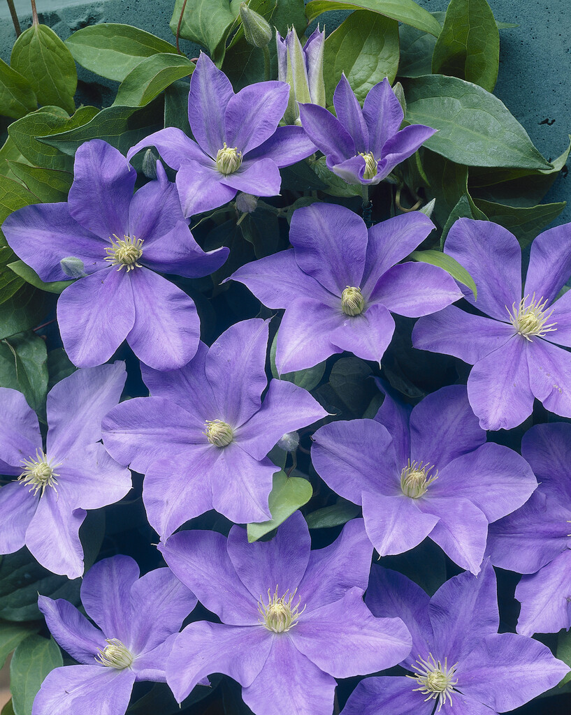 clematis 'Fujimusume'