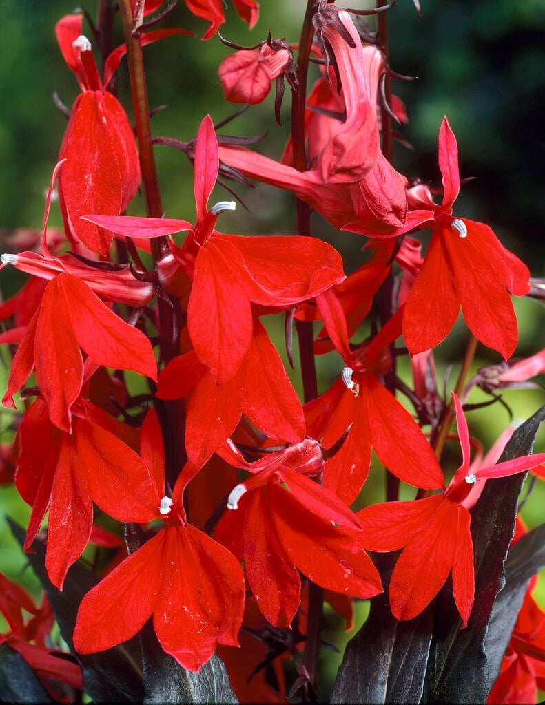 <i>Lobelia</i> <i>cardinalis</i> 'Elmfeuer'