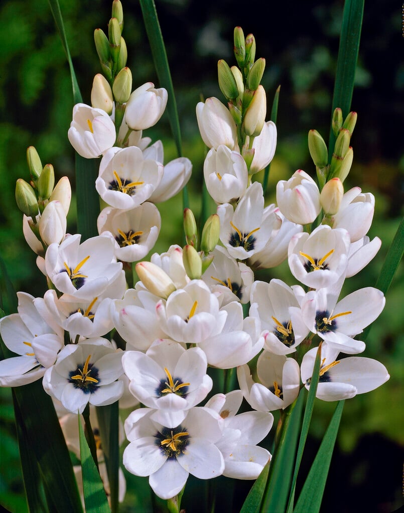 <i>Ixia</i> 'Giant'