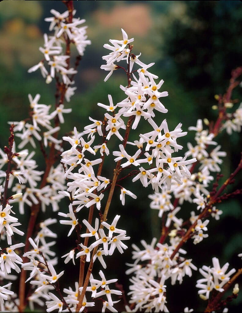 white forsythia
