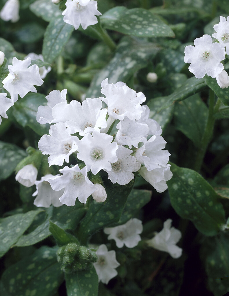 lungwort 'Sissinghurst White'