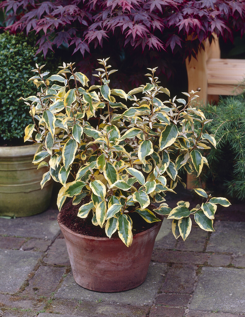oleaster 'Gilt Edge'