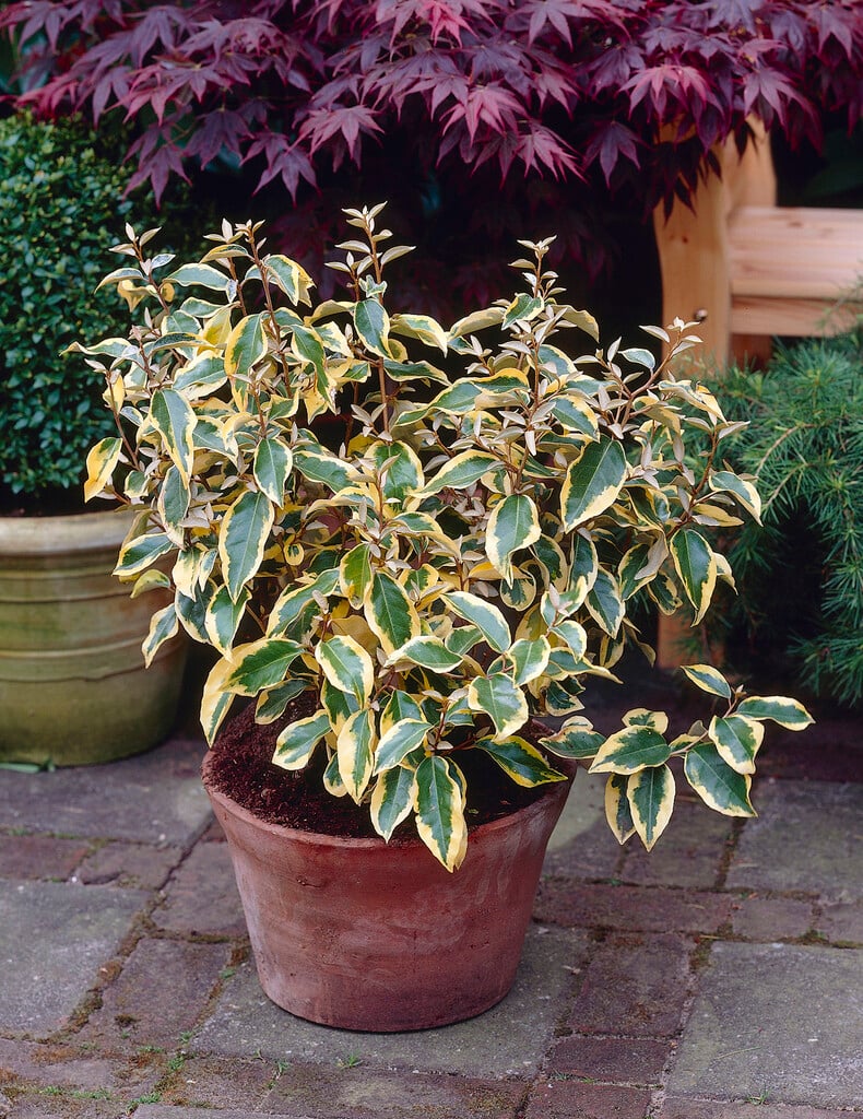 oleaster 'Gilt Edge'