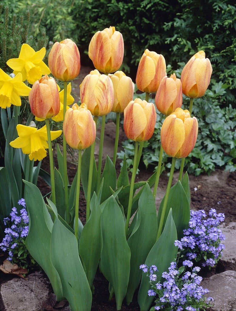 tulip 'President Kennedy'