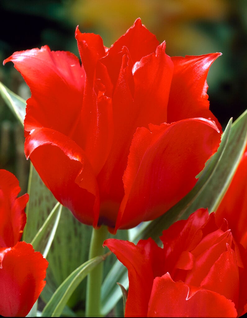 tulip 'Princess Charmante'