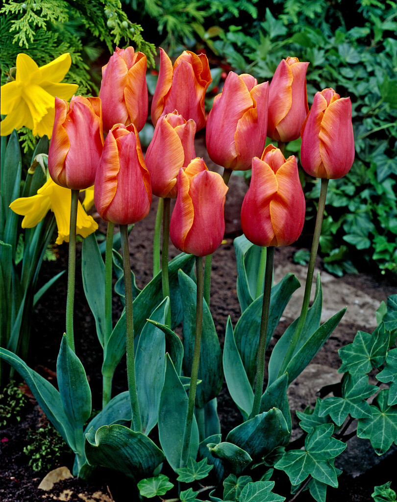 tulip 'Jenny'
