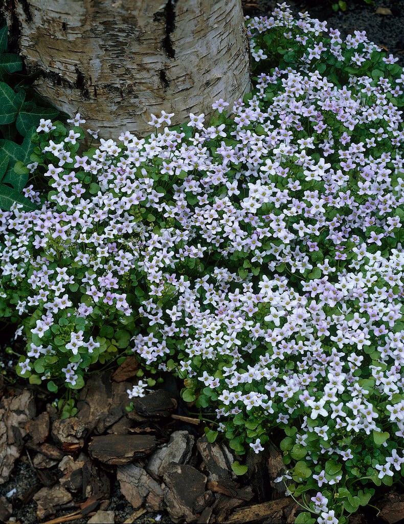 carpet plant