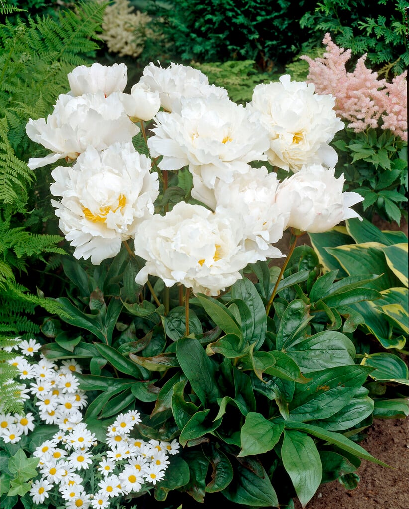 peony 'Bowl of Cream'