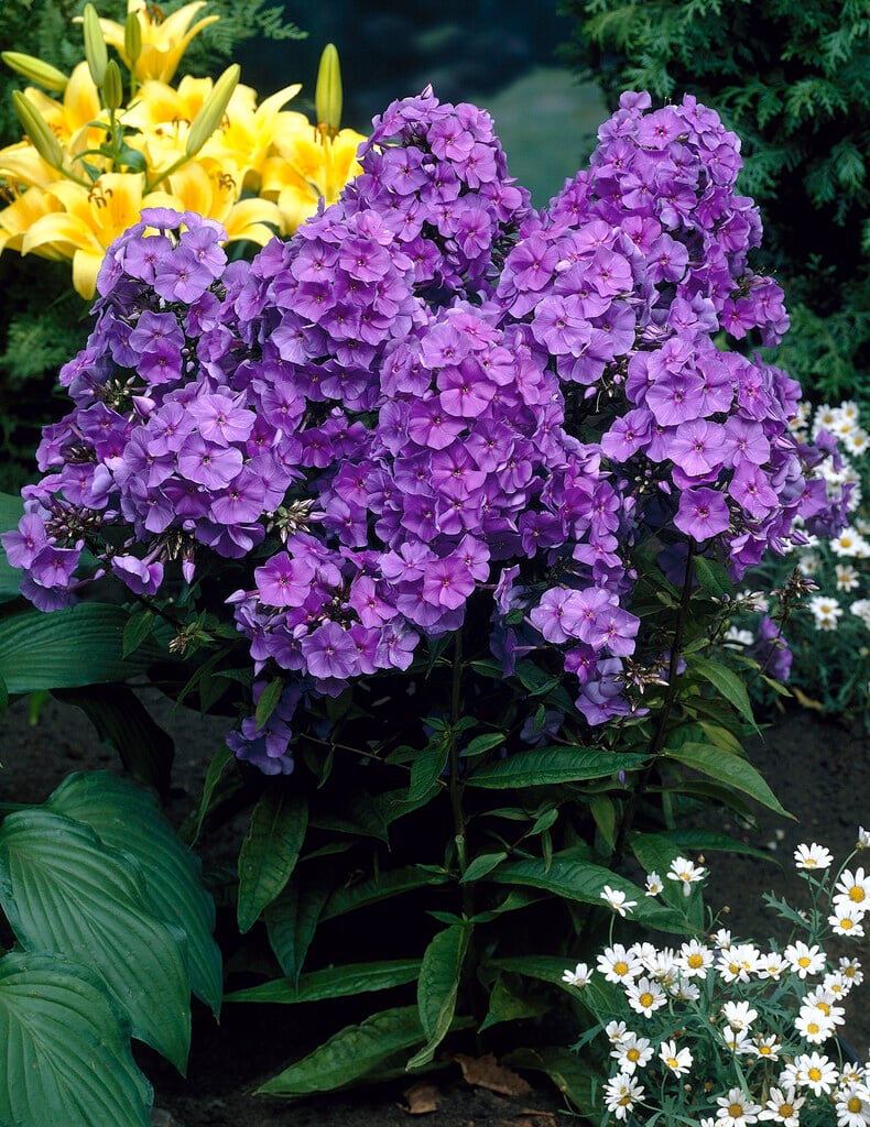 <i>Phlox</i> <i>paniculata</i> 'Amethyst' ambig. [1]