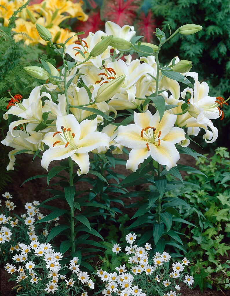 lily 'Aubade