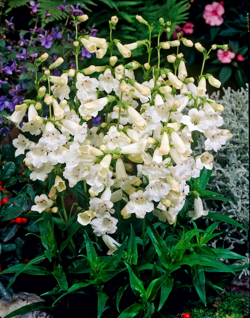 penstemon 'White Bedder'