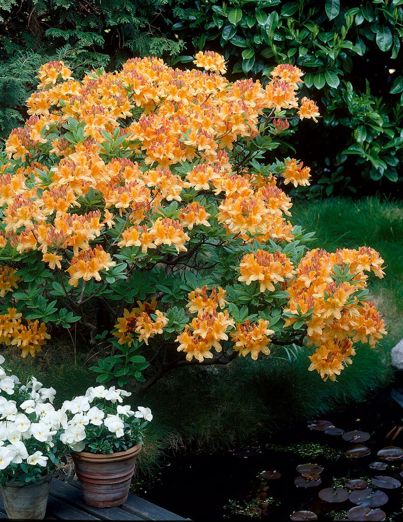 rhododendron 'Golden Flare'