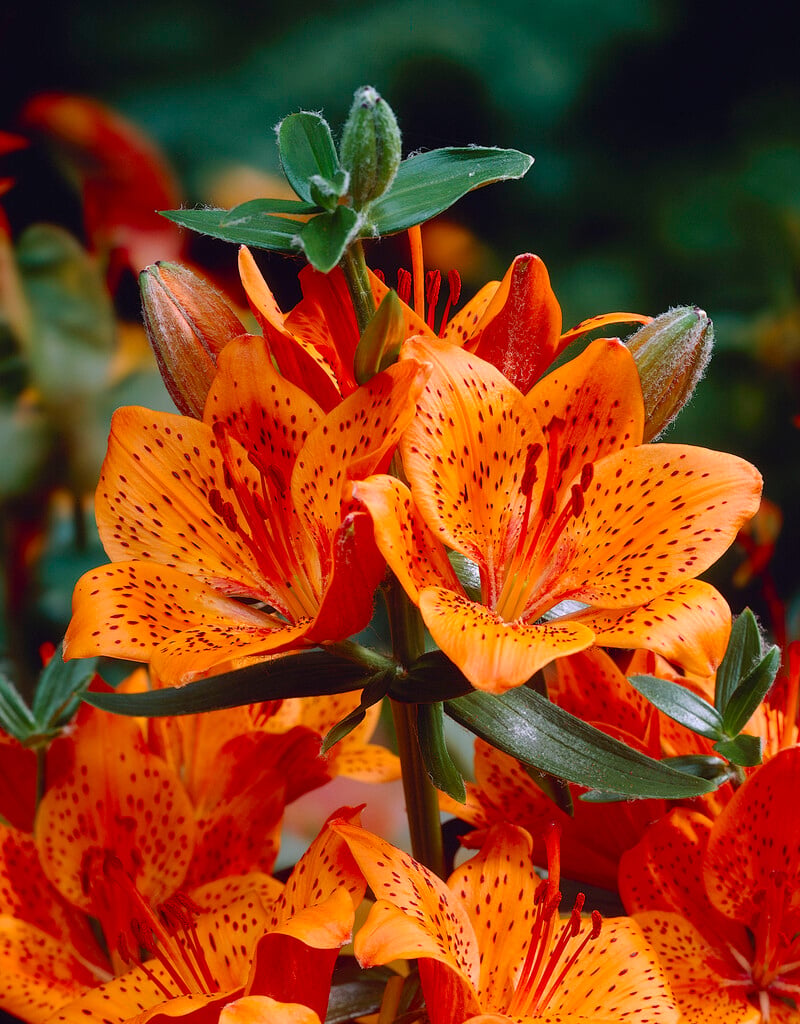 western orange-cup lily