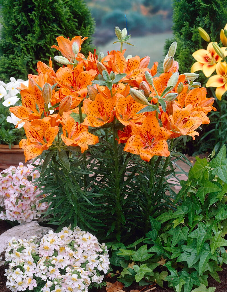 western orange-cup lily