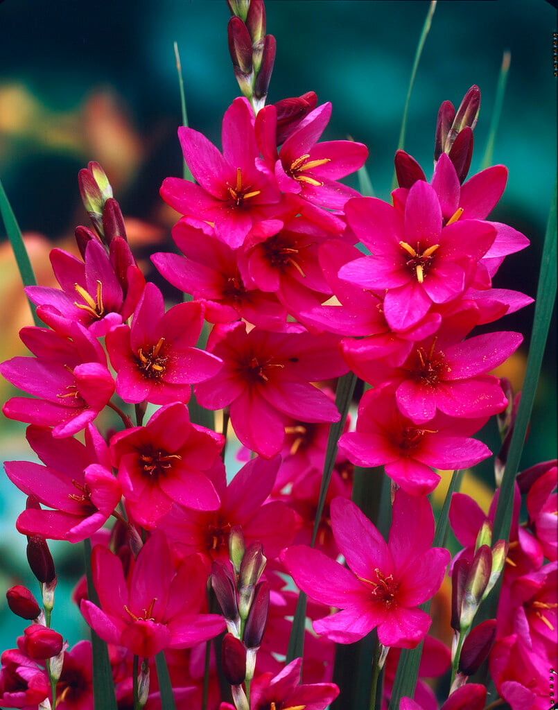 corn lily 'Mabel'
