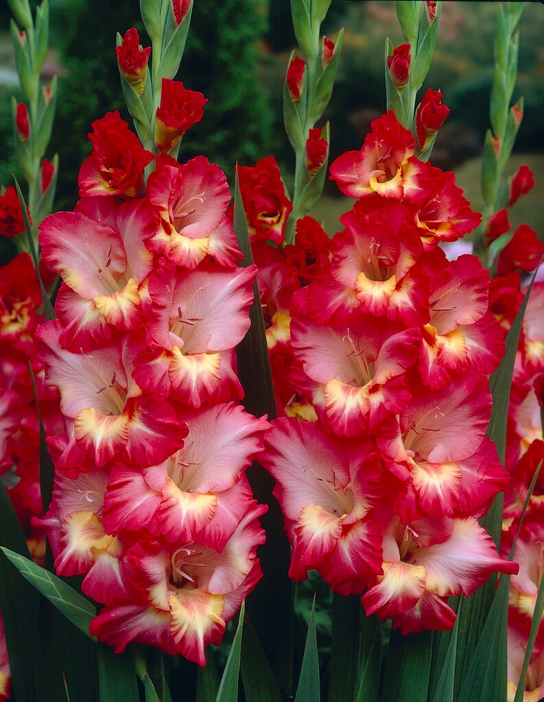 sword lily 'Drama'