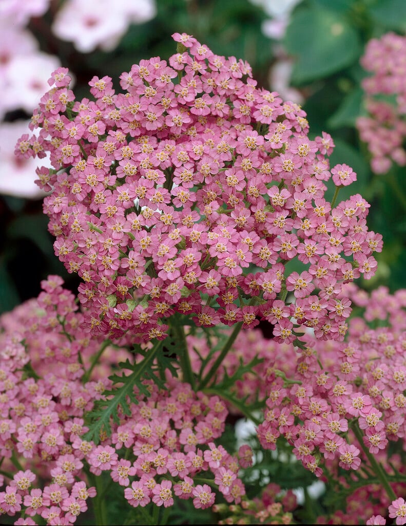 <i>Achillea</i> <i>millefolium</i> 'Pink Trophy'