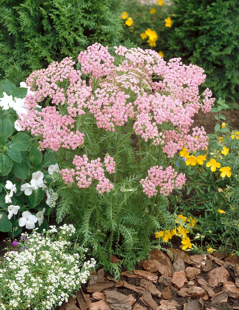 <i>Achillea</i> <i>millefolium</i> 'Pink Trophy'
