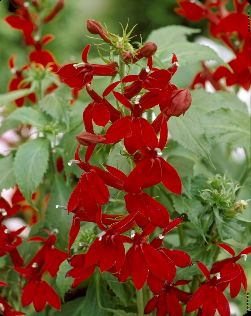 lobelia 'Fan Tiefrot'