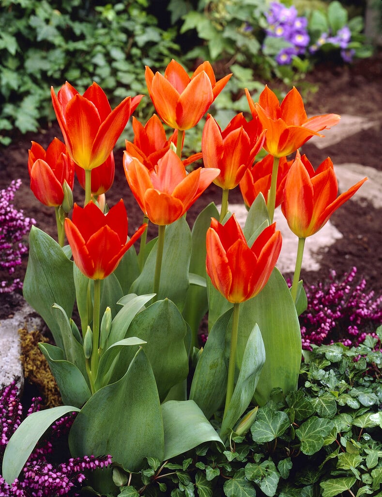 tulip 'Orange Brilliant'
