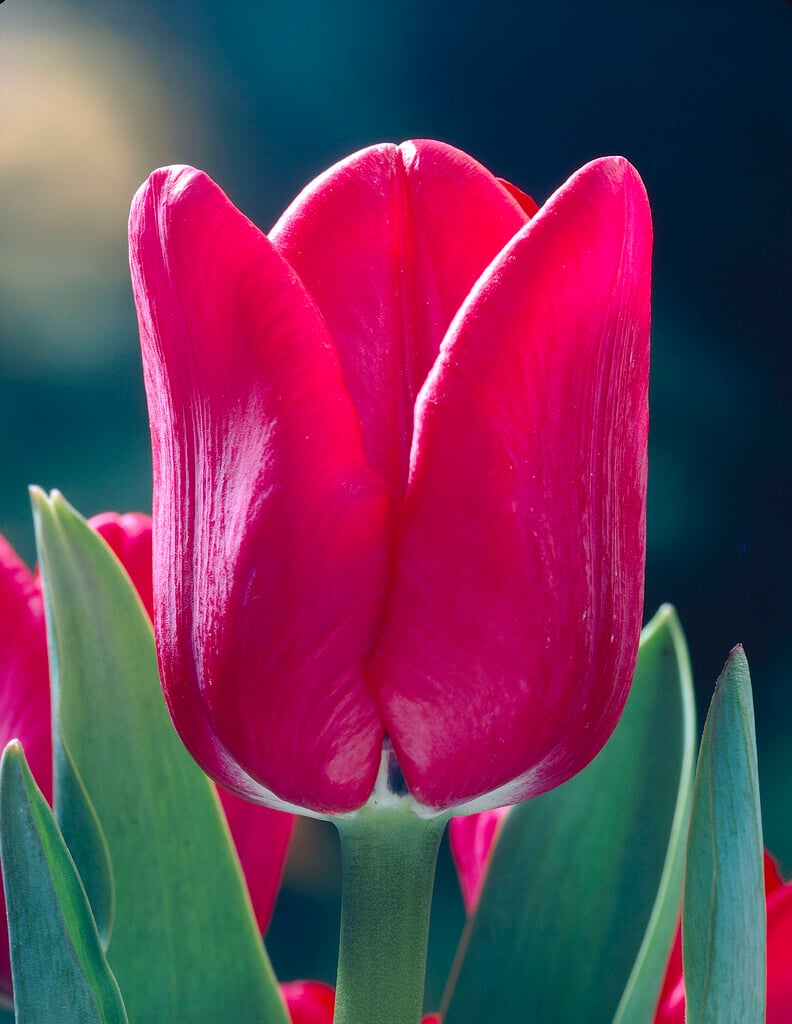 <i>Tulipa</i> 'Carola' (3)