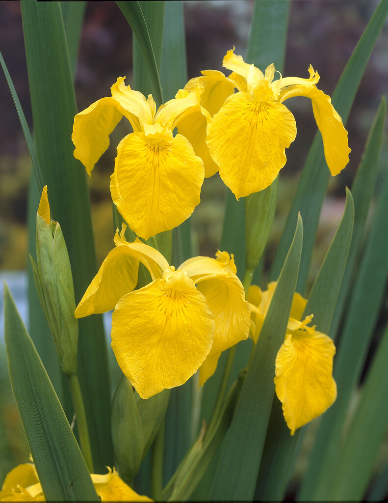 yellow iris