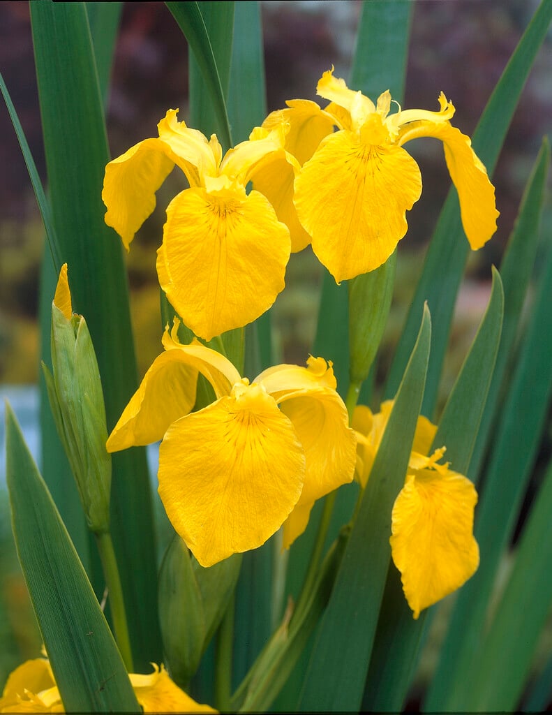 yellow iris