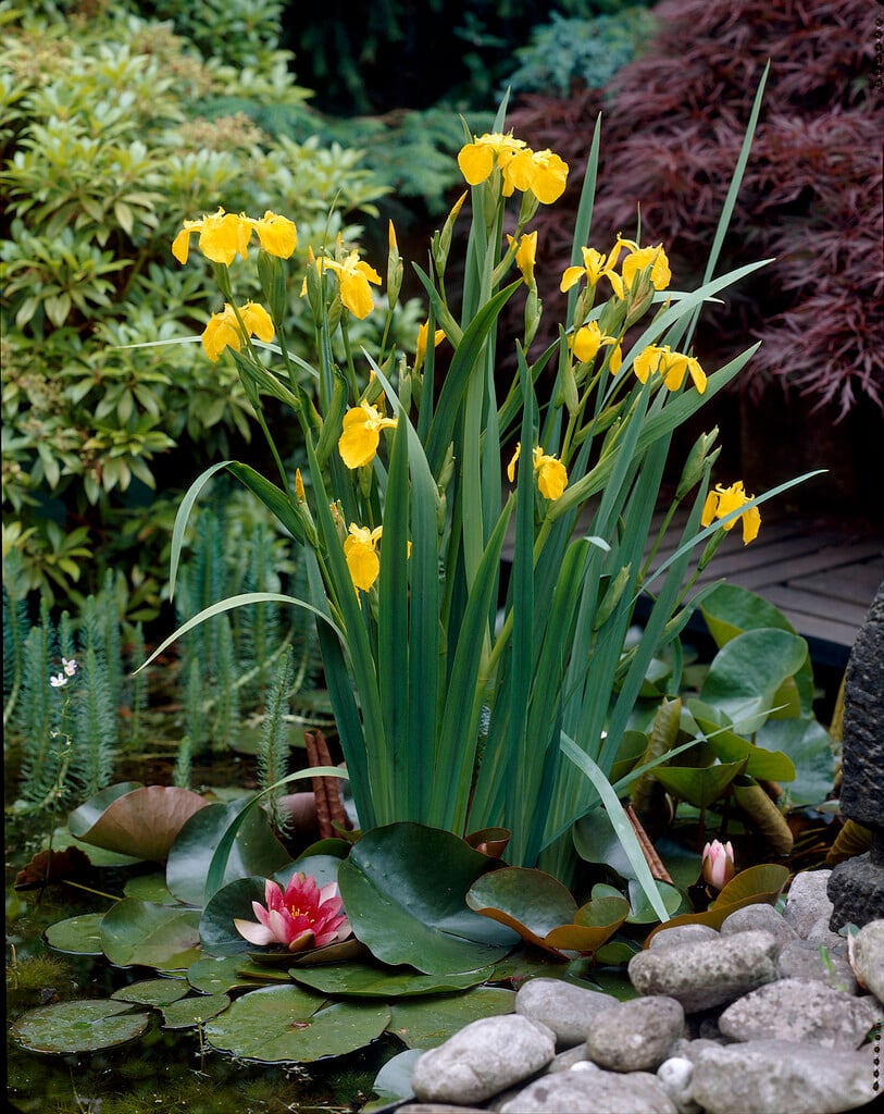 yellow iris