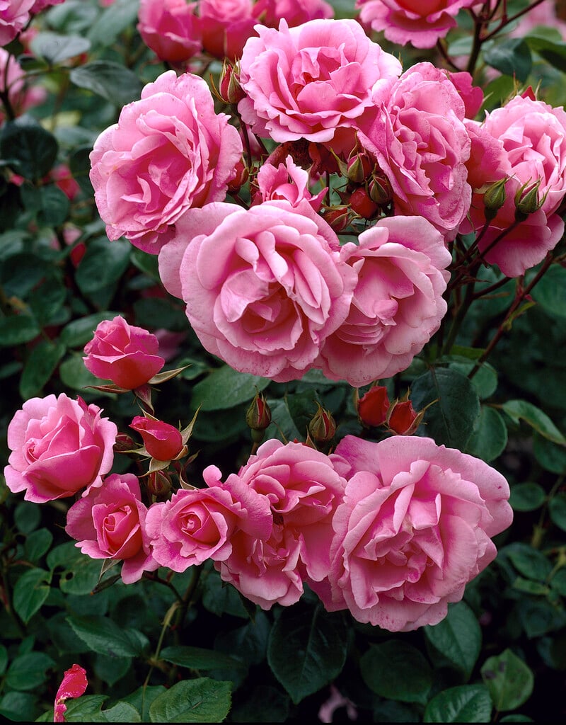 rose [Armada]