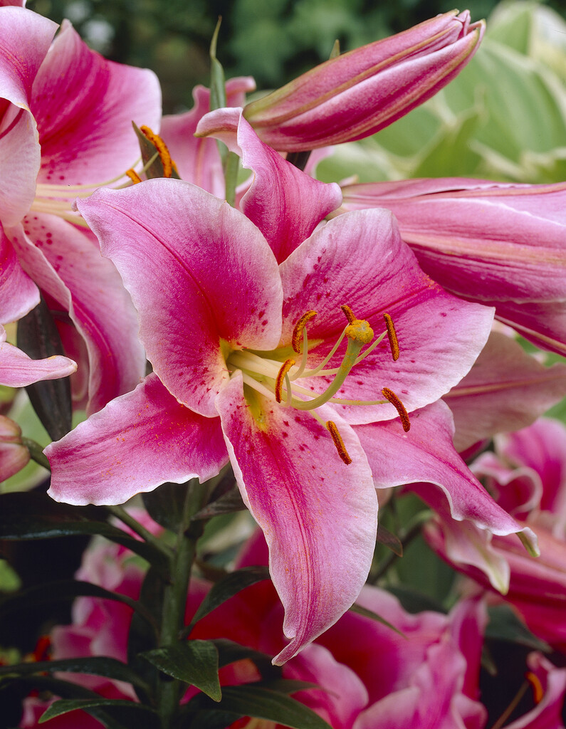 lily 'Miss America'