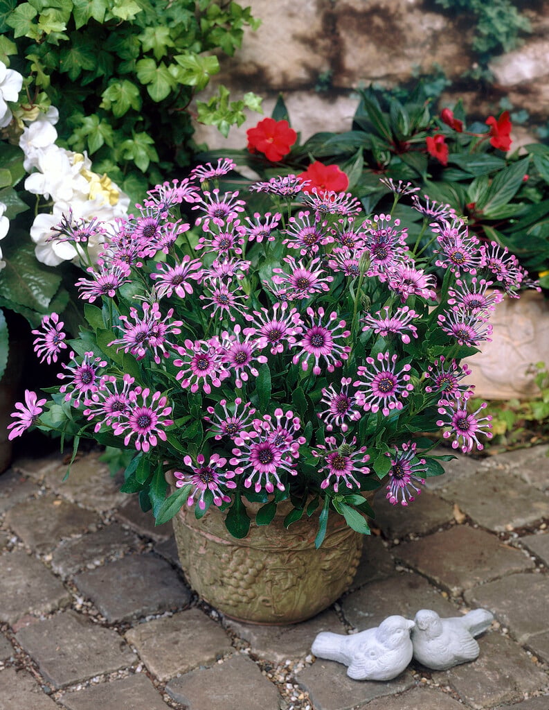 African daisy 'Sunny Sonja'