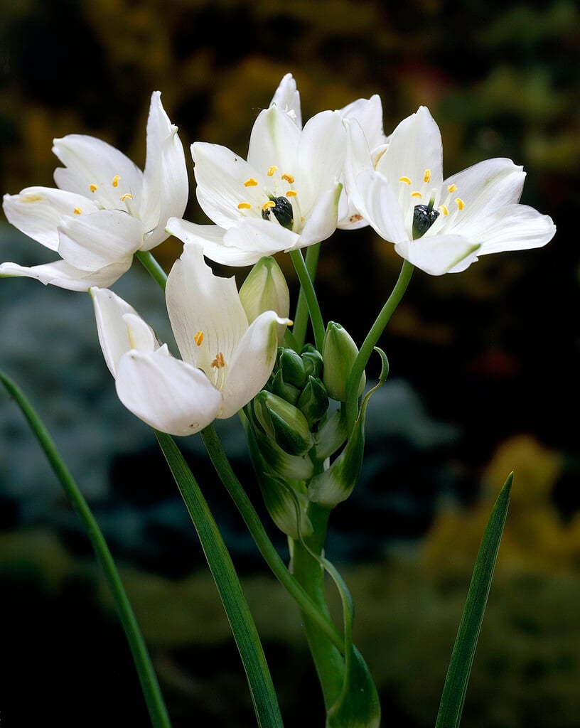 Arabian star flower