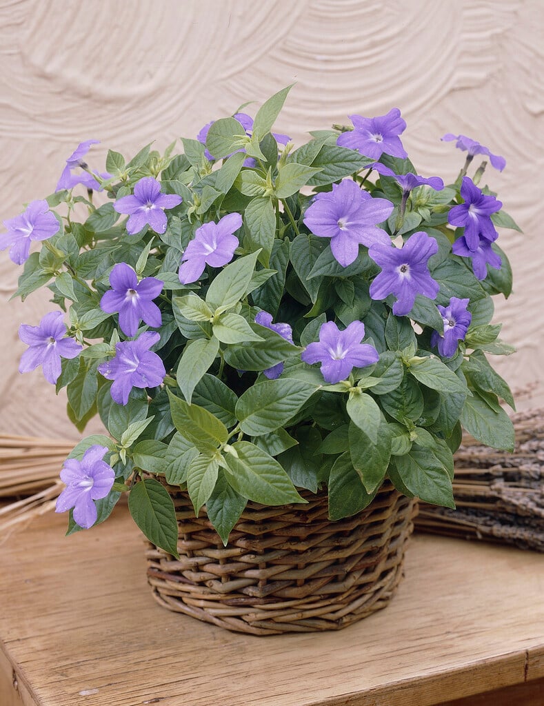 bush violet