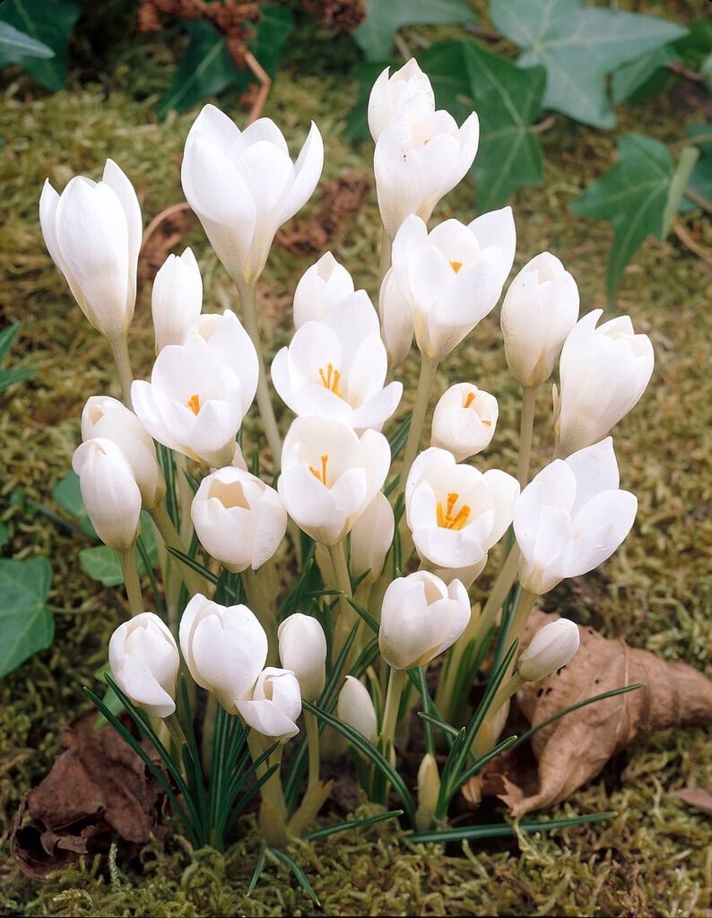 crocus 'Miss Vain'