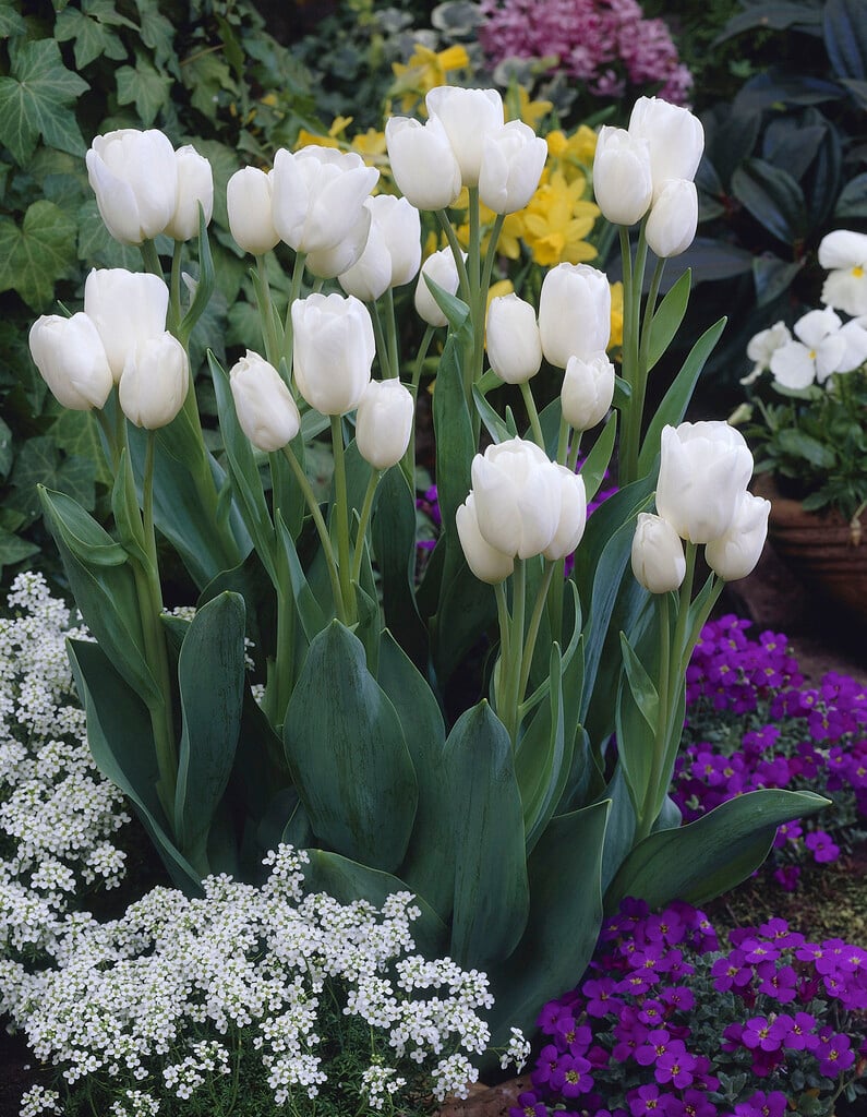 <i>Tulipa</i> 'White Bouquet' (5)