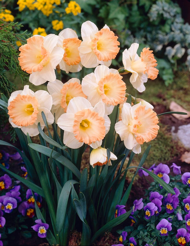 daffodil 'Easter Bonnet'