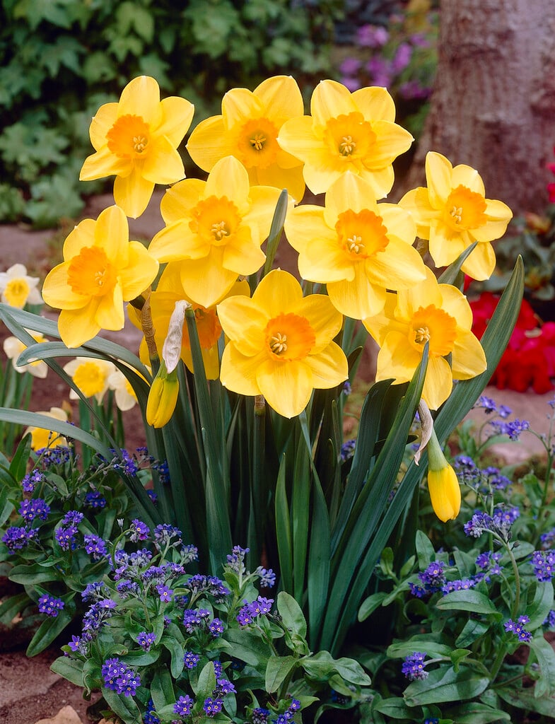 daffodil 'Carbineer'