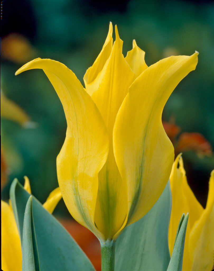 tulip 'Dancing Show'